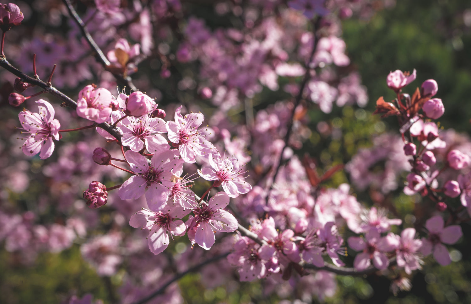 Ein Kirschblütenzweig mit gerade aufgegangenen Blüten in voller Pracht. Im Hintergrund erkennt man unscharf grünes Blattwerk. Der Fokus liegt auf den Kirschblüten